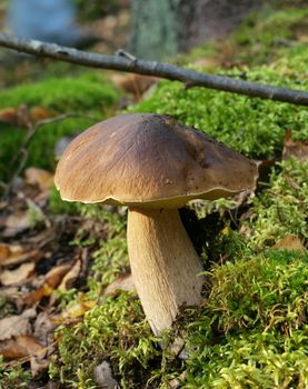 Outdoor image of mushroom growing in a forest on moss