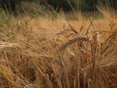 Golden ears of barley and rye ready for harvesting in the field near the forest