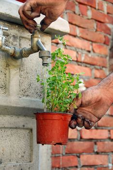 dirty hand pouring water into pot with young green tomato plant