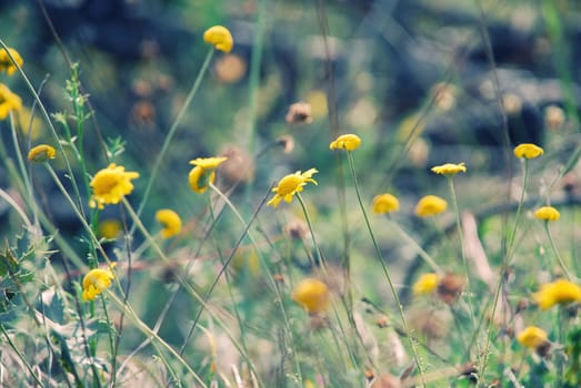 Toned image of wild flowers in spring