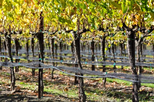 Vineyard in Autumn Fall