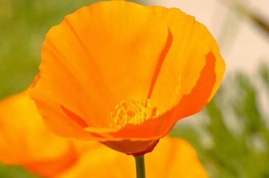 California State Golden Orange Poppy
