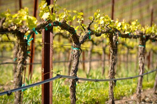 Grapes Vines in Vineyard during Spring