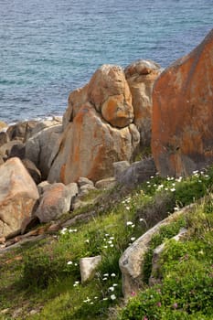 Arum lilies and lichen growing along the coast near Albany in Western Australia.