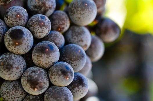 Red Grapes on the Vine in Napa Valley California