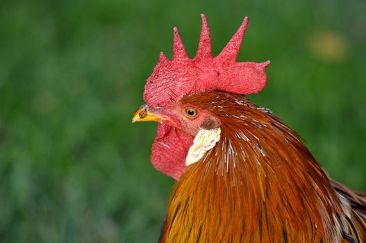 Rooster Head Portrait Close Up