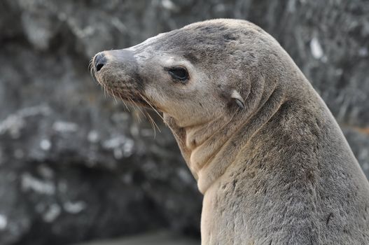 Sea Lion Portrait at Pacific Ocean