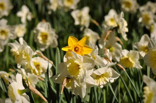Yellow Daffodil