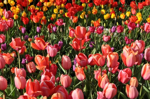 Tulip Garden in Spring