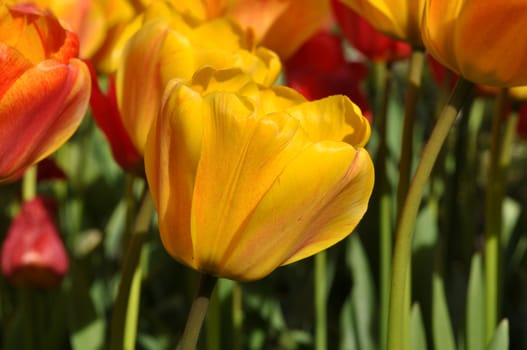 Yellow Tulip Garden Close Up