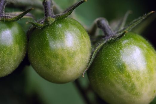 Close up picture of green tomatoes on the tomato plant