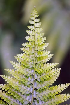 Close up picture of a fern with water on it