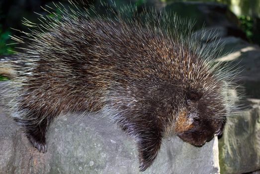 Picture of a big porcupine on a rock