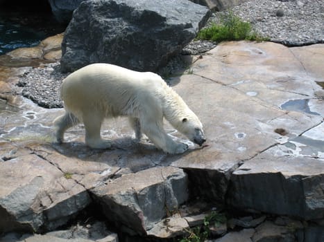 Polar bear in Saint Felicien's zoo, Quebec