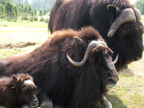 Musk ox family close up in Saint Felicien's zoo, Quebec