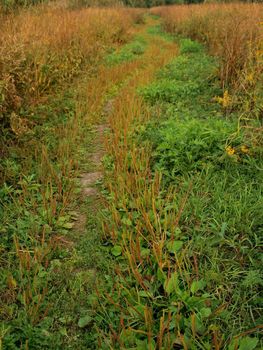 Winding path through the dry autumn field full of plants