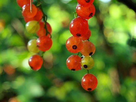 Closeup of fresh red currant berries on a bush