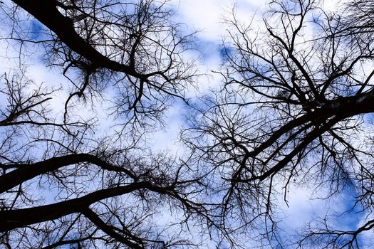 Winter sky in the old forest. December