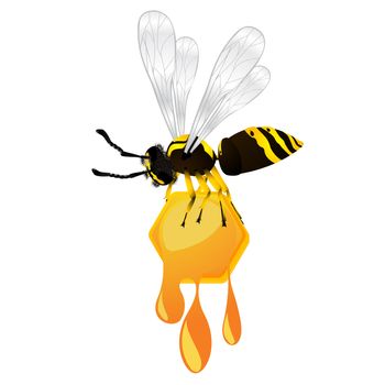 Wasp stealing a honeycomb, isolated object over white background