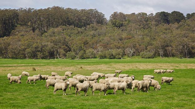 A flock of sheep grazing near Albany in Western Australia.