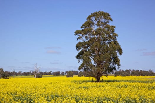 Rapeseed growing near the town of Tiverton in Western Australia.