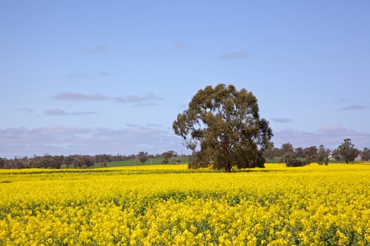 Rapeseed growing near the town of Tiverton in Western Australia.