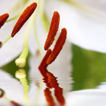 Extreme closeup of a white lily flower reflecting into a pool of water.  Shallow depth of field.