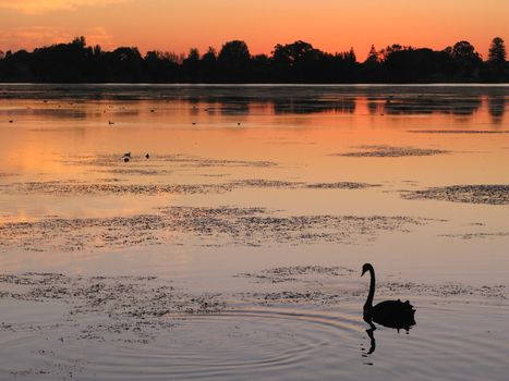 A Black Swan (Cygnus atratus) on Lake Monger in Perth, Western Australia.