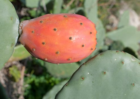 Single ripe prickly pear on the cactus