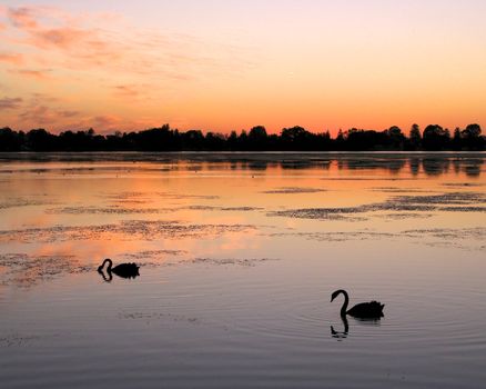Black Swans (Cygnus atratus) on Lake Monger in Perth, Western Australia.