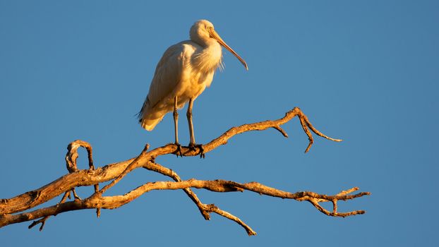 A Yellow-billed Spoonbill perched at Lake Monger at dawn, Perth, Western Australia.