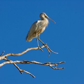 A Yellow-billed Spoonbill perched at Lake Monger, Perth, Western Australia.