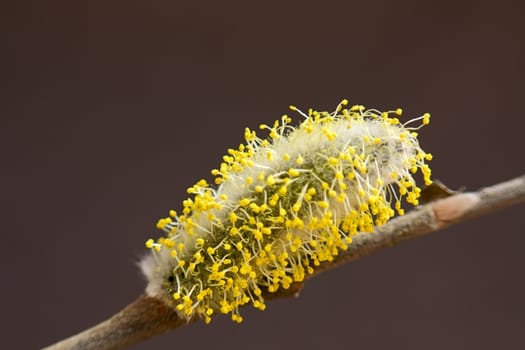 Catkin willow on  branch close-up on  dark background.An image with shallow depth of field.
