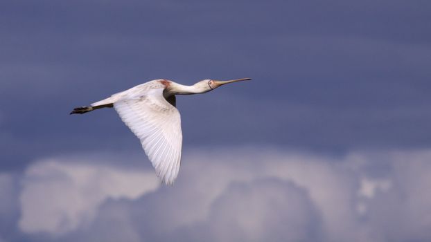 A Yellow-billed Spoonbill (Platalea regia) in flight, Herdsman Lake, Perth, Western Australia.