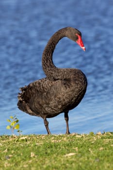 The Black Swan (Cygnus atratus) is one of Australia's best-known birds, breeding mainly in the south-east and south-west regions.