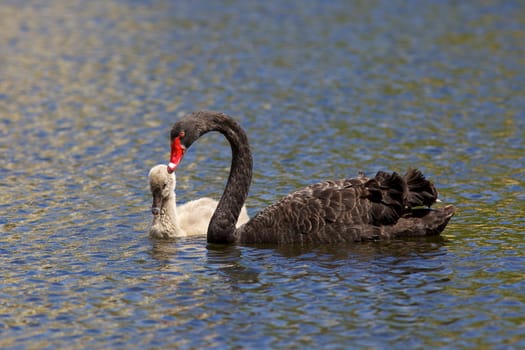 The Black Swan (Cygnus atratus) is one of Australia's best-known birds, breeding mainly in the south-east and south-west regions.
