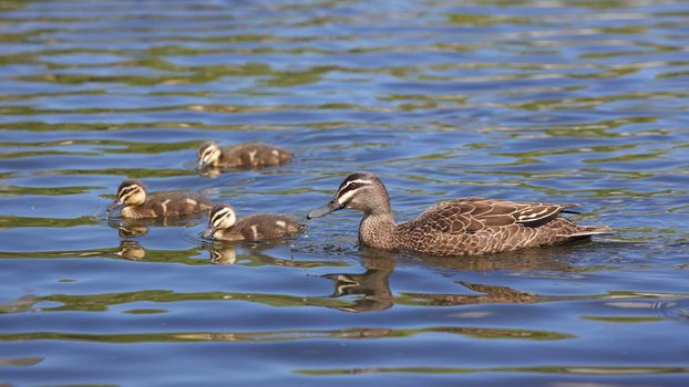 A Pacific Black Duck (Anas superciliosa) with her ducklings in Perth, Western Australia.