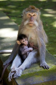 The long-tailed macaque (Macaca fascicularis), aka the crab-eating macaque,  the cynomolgus monkey and the Philippine monkey, photographed at the Bukit Sari Temple in the Holy Monkey Forest of Sangeh in Bali.