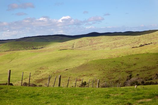 Cattle and sheep grazing in a pasture in the northern part of North Island, New Zealand.