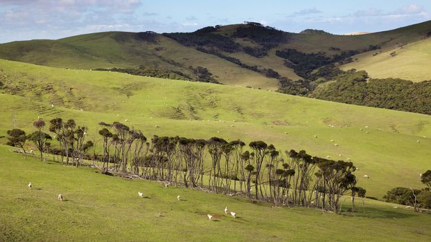 Sheep grazing in a pasture in the northern part of North Island, New Zealand.