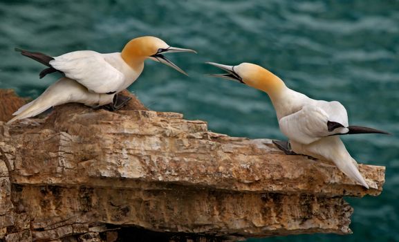 Northern Gannets gather in Spring, to breed on the rocky coast at Bempton Cliffs in Yorkshire, England.