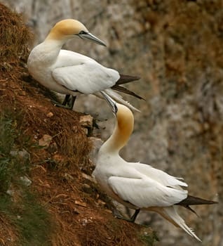 A male and female Northern Gannet on a hillside at Bempton Cliffs on the Yorkshire coast in England.