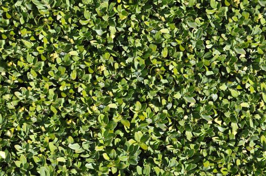 Green bush texture that perfectly loop horizontally and vertically