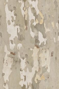 Platan bark texture that perfectly loop horizontally and vertically