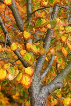 Colorful autumn leaves of a tree