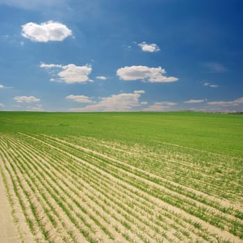 Agricultural field with blue sky
