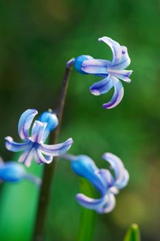 Hyacinth flower closeup