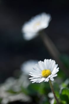 Camille flowers closeup on field