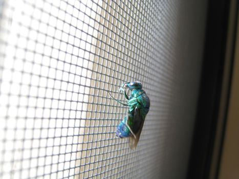 fly on a mosquito net shooted in Cameroon