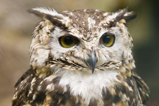Close up of Ethiopian Eagle Owl (Bubo Capensis Dillonii)